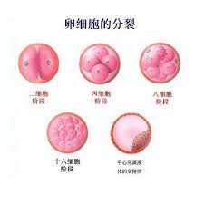 2021供卵试管医院多少钱_广州试管机构：45岁段女士做供卵试管移植成功怀孕生